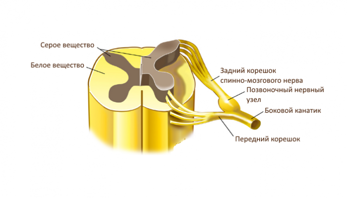 Миелит (воспаление) спинного мозга. миелит