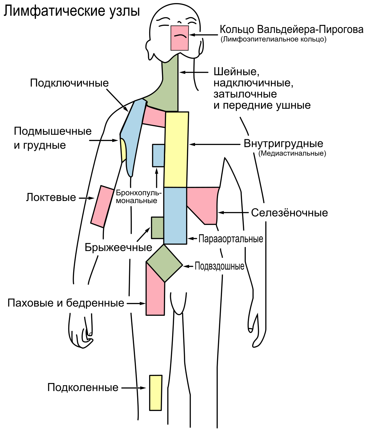 Количество лимфатических узлов. Парааортальные лимфоузлы схема. Расположение лимфоузлов у человека схема. Лимфатические узлы на теле схема. Лимфоузлы на теле человека схема.