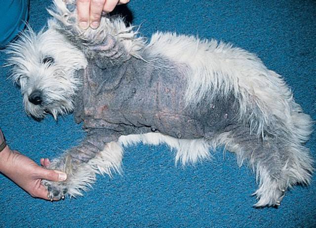 Причины возникновения и методы лечения малассезии у собак