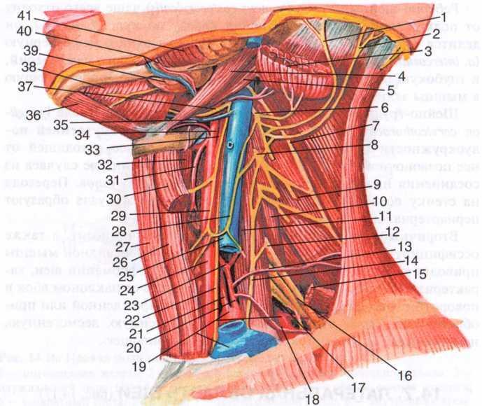 Органы шеи. Топографическая анатомия шеи человека. Топографическая анатомия органов шеи щитовидная железа. Иннервация щитовидной железы. Анатомия шеи иннервация щитовидной железы.