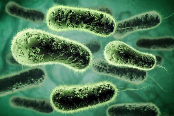 Какие болезни человека, животных и растений связаны с бактериями