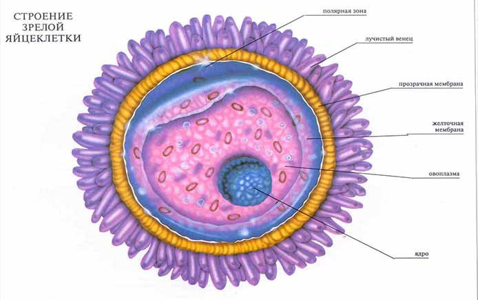 Размножение. строение половых клеток. гаметогенез. мейоз. оплодотворение