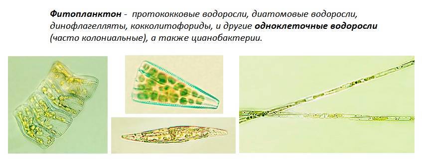 Фитопланктон образован. Фитопланктон диатомовые водоросли. Фитопланктон зеленые водоросли. Цианобактерии и диатомовые водоросли. Фитопланктон это в биологии.