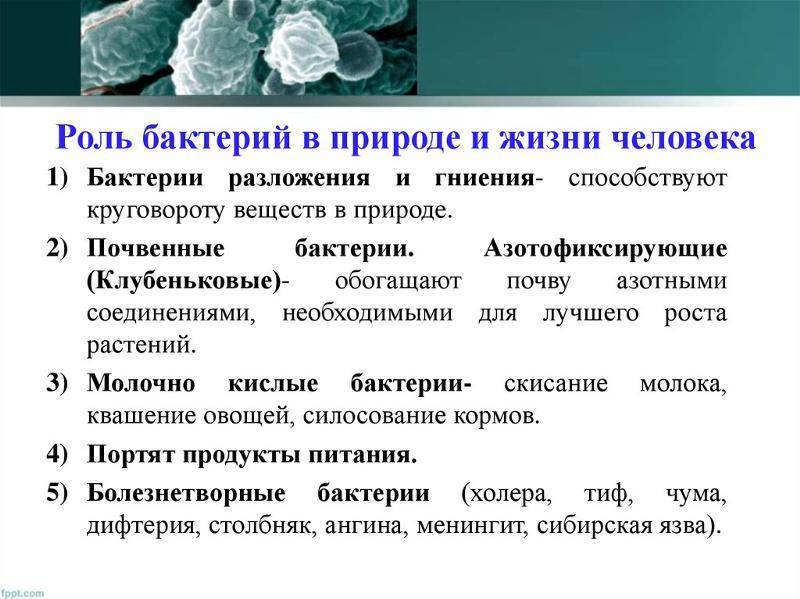 чем питаются бактерии сапротрофы. Смотреть фото чем питаются бактерии сапротрофы. Смотреть картинку чем питаются бактерии сапротрофы. Картинка про чем питаются бактерии сапротрофы. Фото чем питаются бактерии сапротрофы