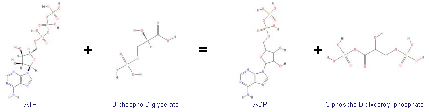 Аденозин дифосфат - adenosine diphosphate - qwe.wiki