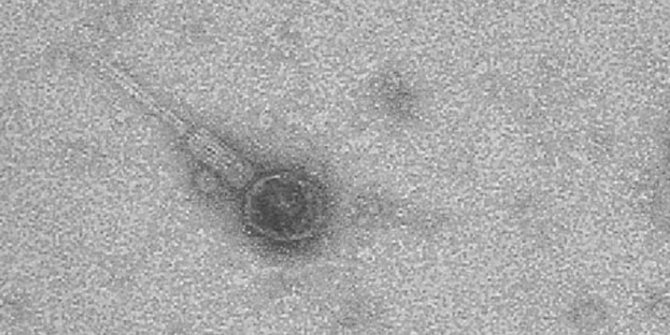 Стафилококковый бактериофаг (bacteriophagum staphylococcus): инструкция по применению