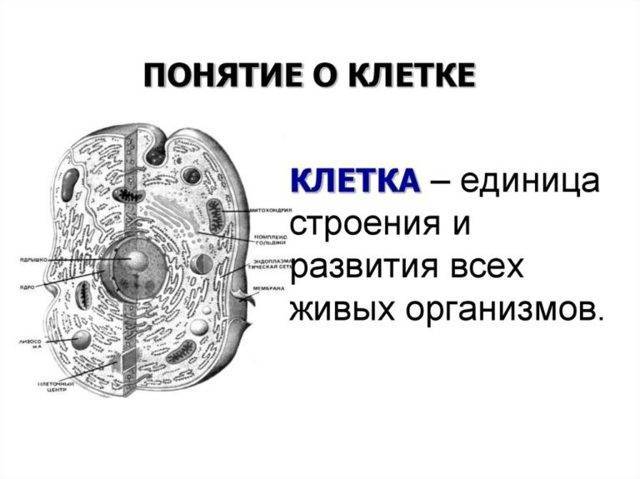 В чем заключается принципиальное различие клеток живых организмов. 1b0a59933f7e87326e02f82df0b8b100. В чем заключается принципиальное различие клеток живых организмов фото. В чем заключается принципиальное различие клеток живых организмов-1b0a59933f7e87326e02f82df0b8b100. картинка В чем заключается принципиальное различие клеток живых организмов. картинка 1b0a59933f7e87326e02f82df0b8b100