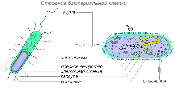 чем питаются бактерии сапротрофы. Смотреть фото чем питаются бактерии сапротрофы. Смотреть картинку чем питаются бактерии сапротрофы. Картинка про чем питаются бактерии сапротрофы. Фото чем питаются бактерии сапротрофы