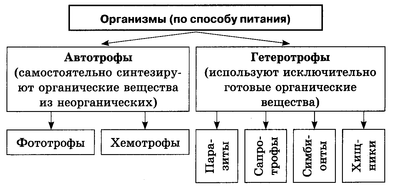 Типы питания схема биология 5 класс