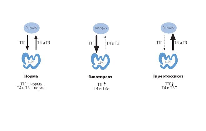 Анализ на гормоны щитовидной железы ттг, тз, т4, антитела – расшифровка показателей, нормы и отклонения от нормы