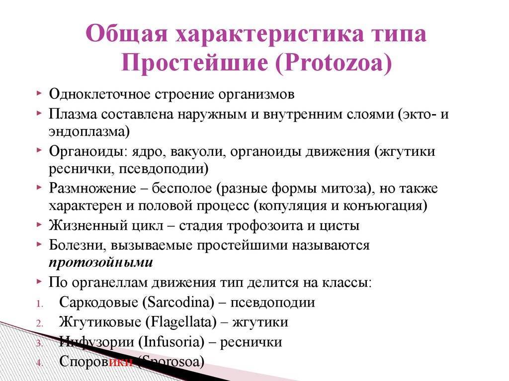 Простейшие кратко. Тип простейшие общая характеристика. Общая характеристика простейших. Характеристика типа простейшие. Характеристика типа простейшие (protozoa)..