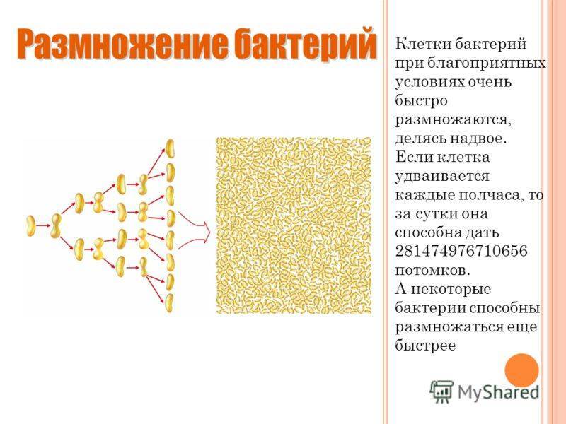 Конспект урока по теме : "бактерии. строение и жизнедеятельность"