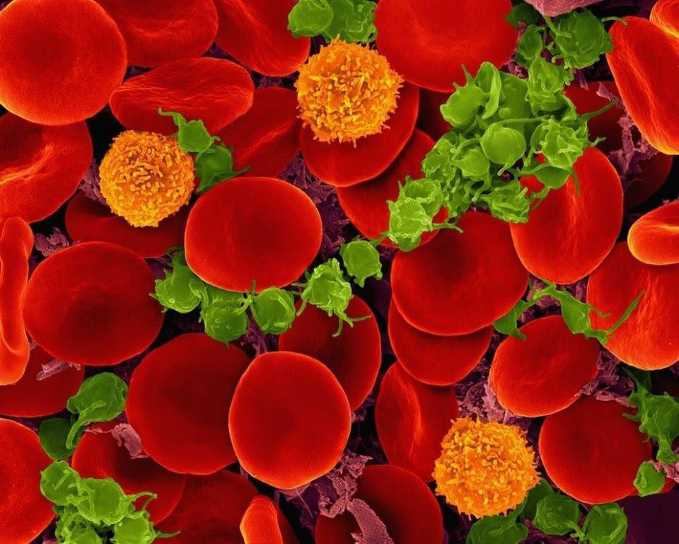 Клетки крови: эритроциты, лейкоциты, тромбоциты
