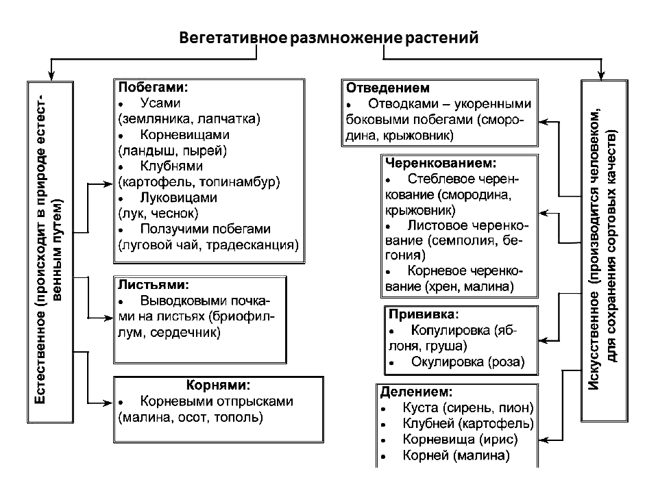 в чем сходство животной и грибной клетки. Смотреть фото в чем сходство животной и грибной клетки. Смотреть картинку в чем сходство животной и грибной клетки. Картинка про в чем сходство животной и грибной клетки. Фото в чем сходство животной и грибной клетки