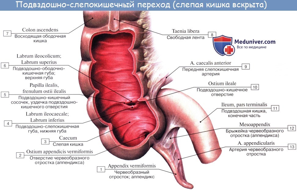 Илеоцекальный клапан где находится у человека фото