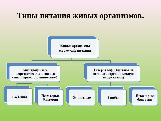 Схема классификация организмов по типу питания - 94 фото