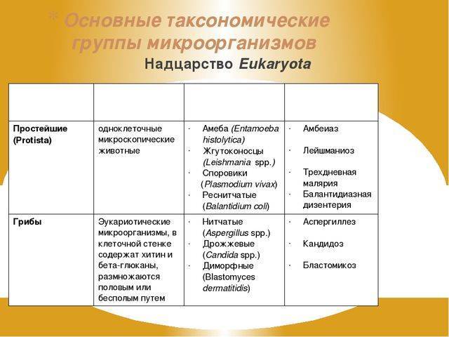 Таксономические категории микроорганизмов схема