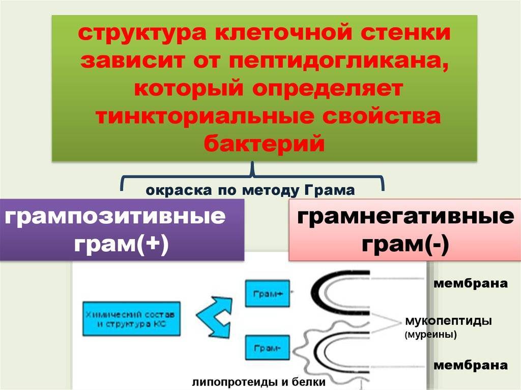 Клеточная стенка состоит из пептидогликана. Строение пептидогликана бактерий. Методы окраски клеточной стенки. Тинкториальные свойства бактерий методы окраски. Клеточная стенка грамположительных и грамотрицательных бактерий.