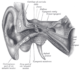 Что такое среднее ухо и как лечить связанные с ним болезни?