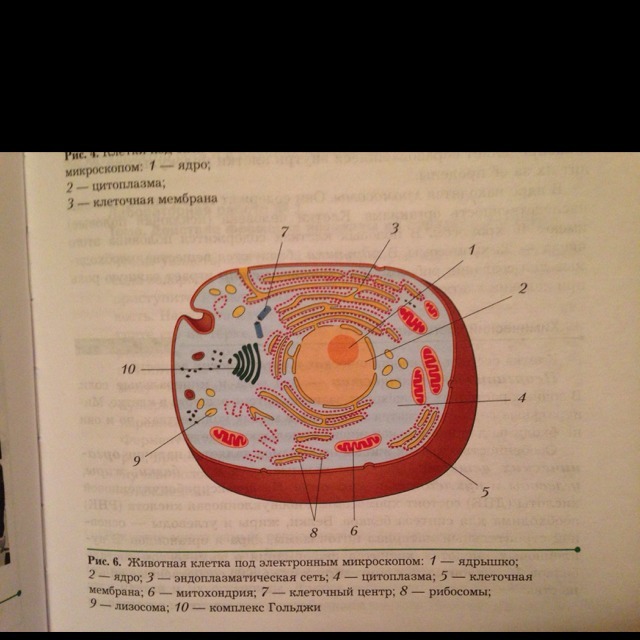 Животная клетка рисунок с подписями биология