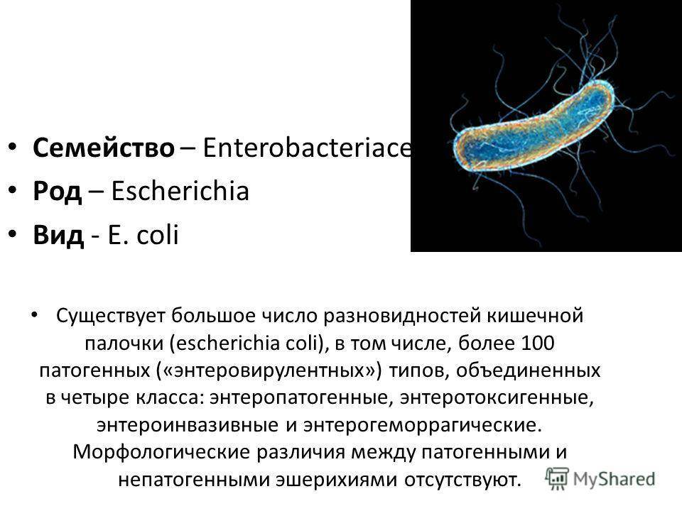 Coli sotwe. Форма бактерии Escherichia coli. Эшерихия кишечная палочка. Кишечная палочка семейство род вид. Кишечная палочка Escherichia coli.