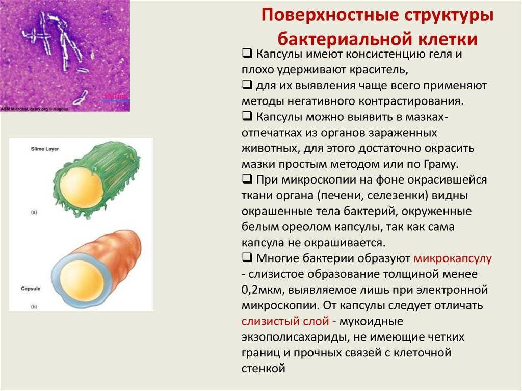 Рассмотрите рисунок и опишите то что вы видите сформулируйте основные функции клубеньковых бактерий