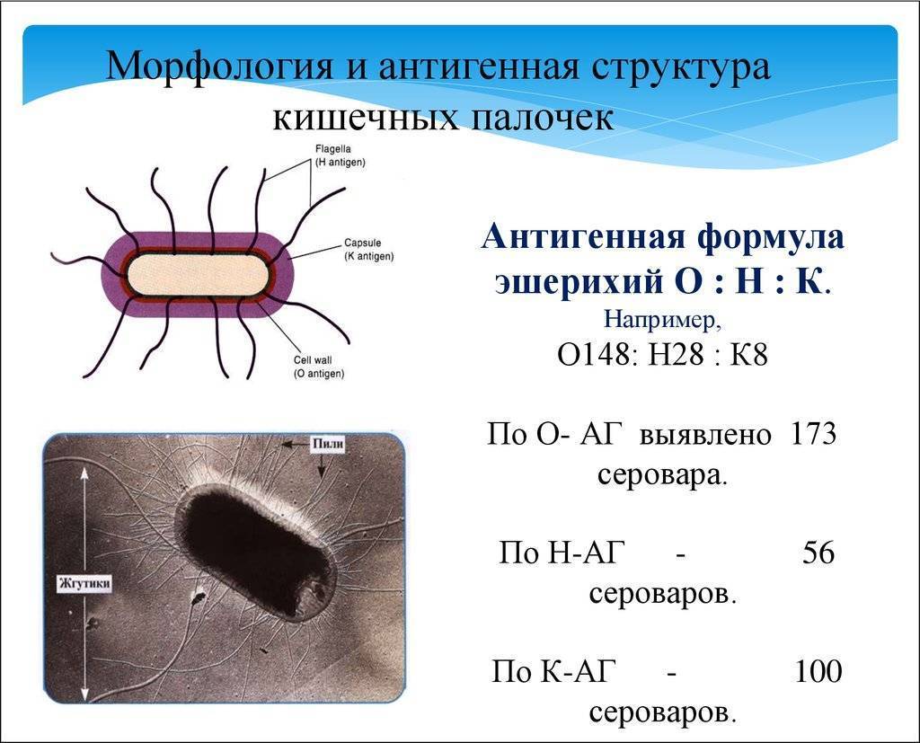 Строение кишечной палочки рисунок