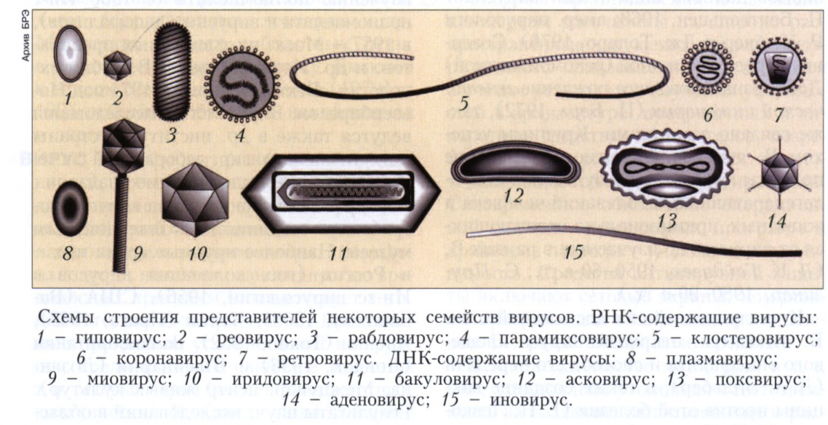 Формы вирусов. Форма и размер вирионов. Различные формы вирионов. Внешние формы вирусов. Формы вирусов с примерами.