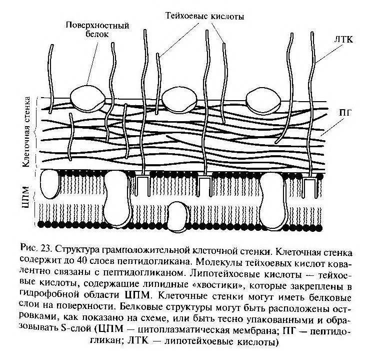 Схема строения клеточной стенки