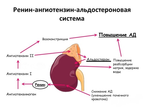 Общий белок в крови при гипертонии