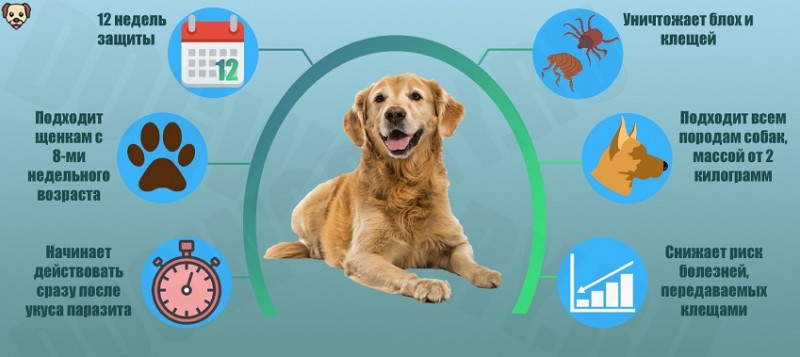 «бравекто» для собак: инструкция по применению