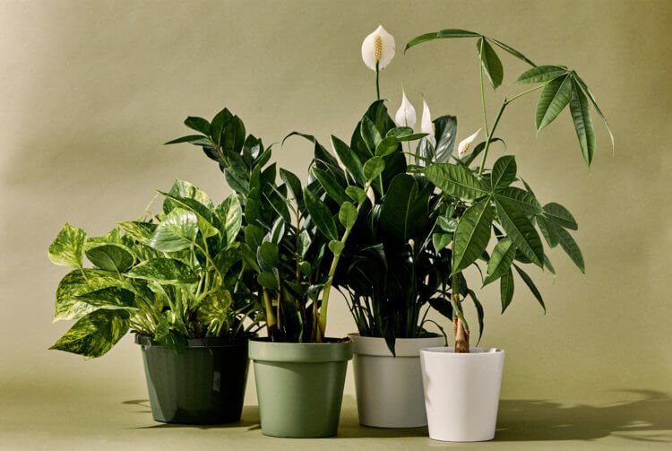 15 комнатных растений, которые очистят от токсинов воздух вашего дома