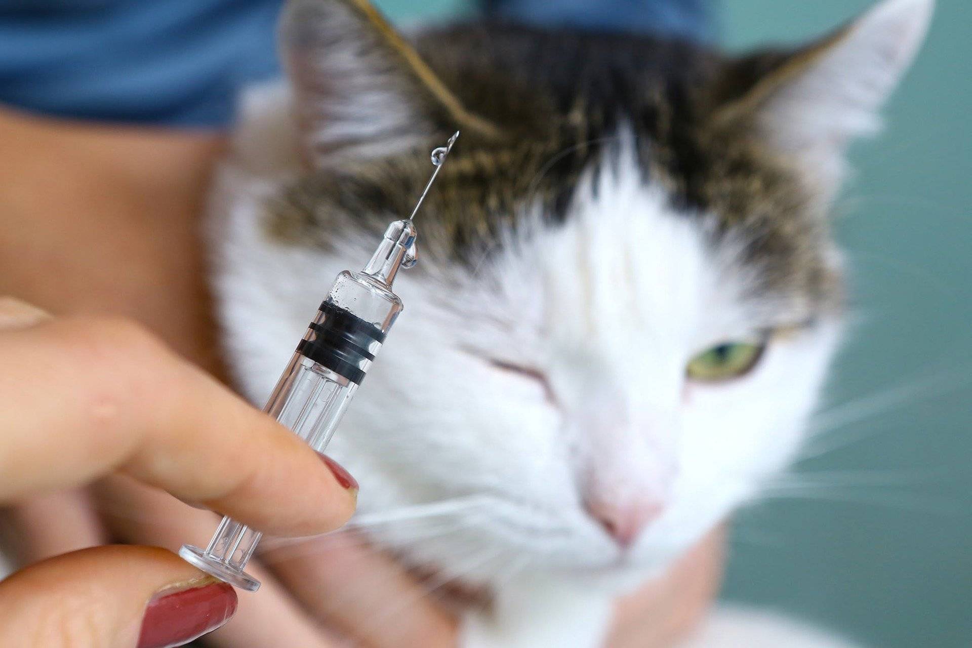 Tratamiento cetosis diabetica gatos
