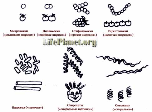какую форму могут иметь бактерии. картинка какую форму могут иметь бактерии. какую форму могут иметь бактерии фото. какую форму могут иметь бактерии видео. какую форму могут иметь бактерии смотреть картинку онлайн. смотреть картинку какую форму могут иметь бактерии.