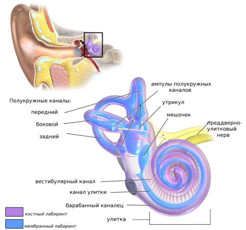 Строение уха и органа слуха человека