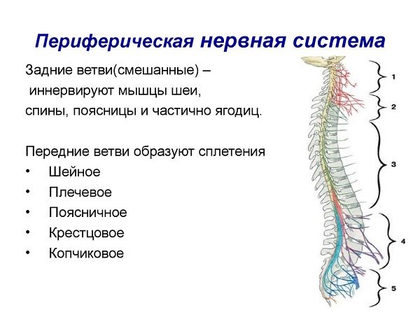 Периферическая нервная система кратко