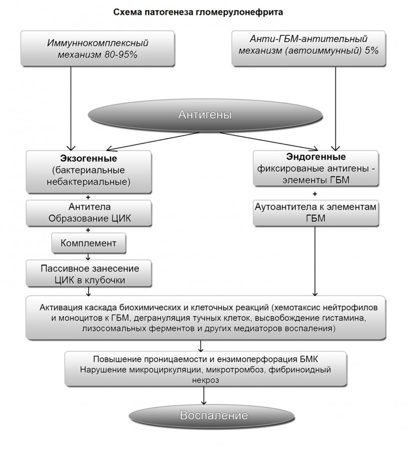 Гломерулонефрит - этиология, патогенез и лечение