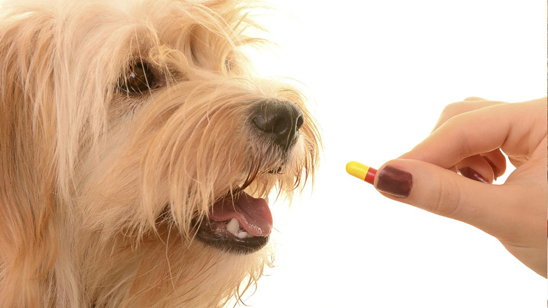 Артрогликан для собак: описание, показания, способ применения