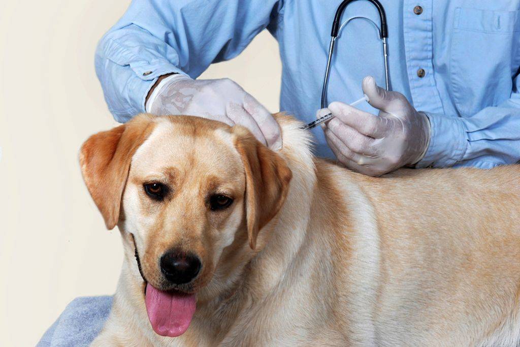 Нобивак lepto, вакцина для собак против лептоспироза