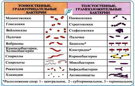 Как называется шарообразная форма бактерий. Смотреть фото Как называется шарообразная форма бактерий. Смотреть картинку Как называется шарообразная форма бактерий. Картинка про Как называется шарообразная форма бактерий. Фото Как называется шарообразная форма бактерий