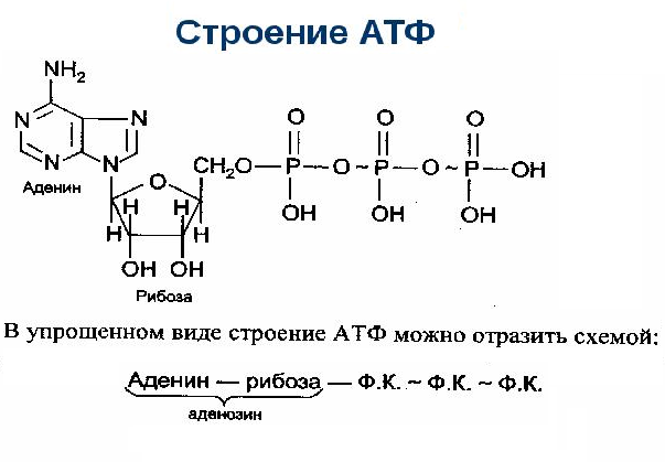 Аденозиндифосфат