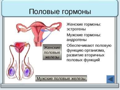 Где вырабатываются женские гормоны эстроген: вырабатываются, где, гормоны, женские, картинки, обострение, симптомы и лечение, таблетки, эстроген