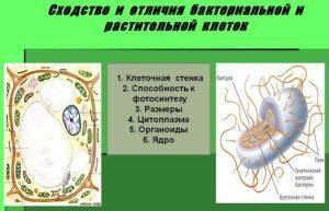 что больше клетка или бактерия. Смотреть фото что больше клетка или бактерия. Смотреть картинку что больше клетка или бактерия. Картинка про что больше клетка или бактерия. Фото что больше клетка или бактерия