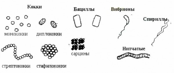 Форма бактерии вибрионы рисунок