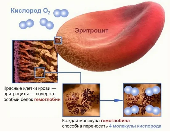 Продукты, повышающие гемоглобин: не мясом единым!