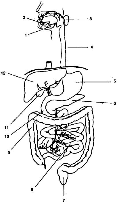 Резекция кишечника: тонкой и толстой кишки (операция удаления её части органа)