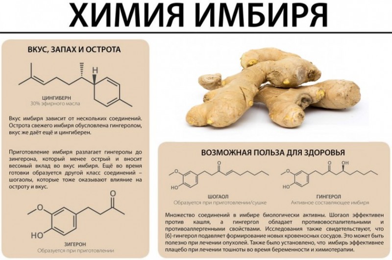 Имбирь: польза и вред для организма