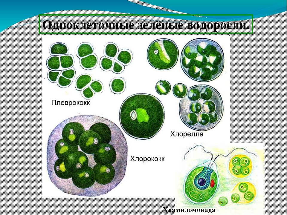 Одноклеточные водоросли картинки