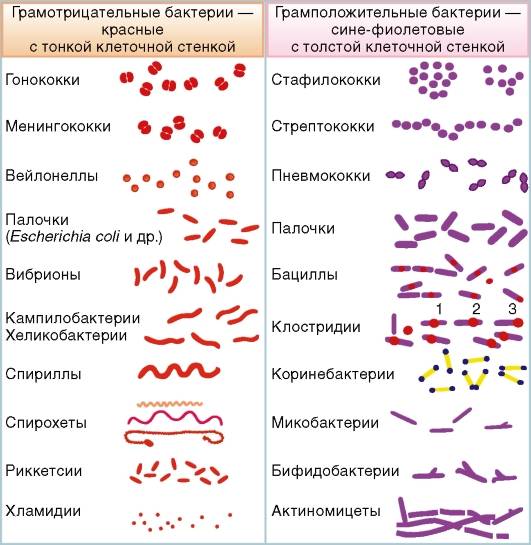 какую форму могут иметь бактерии. картинка какую форму могут иметь бактерии. какую форму могут иметь бактерии фото. какую форму могут иметь бактерии видео. какую форму могут иметь бактерии смотреть картинку онлайн. смотреть картинку какую форму могут иметь бактерии.