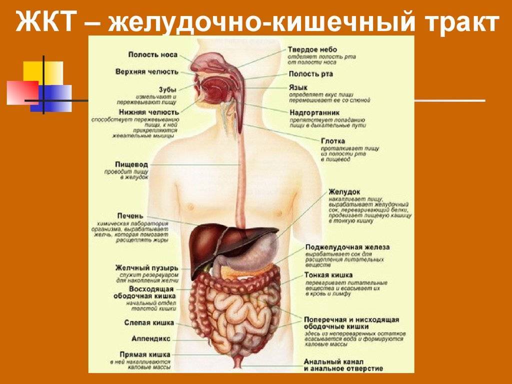 Кишечный тракт. Пищеварительный тракт человека анатомия. Желудочно кишечный тракт это пищеварительная система. Пищеварительная система кишечник анатомия. Строение и функции органов пищеварительного тракта.